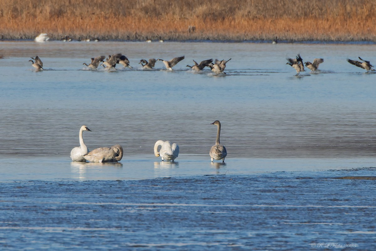 Trompeterschwan - ML645846007