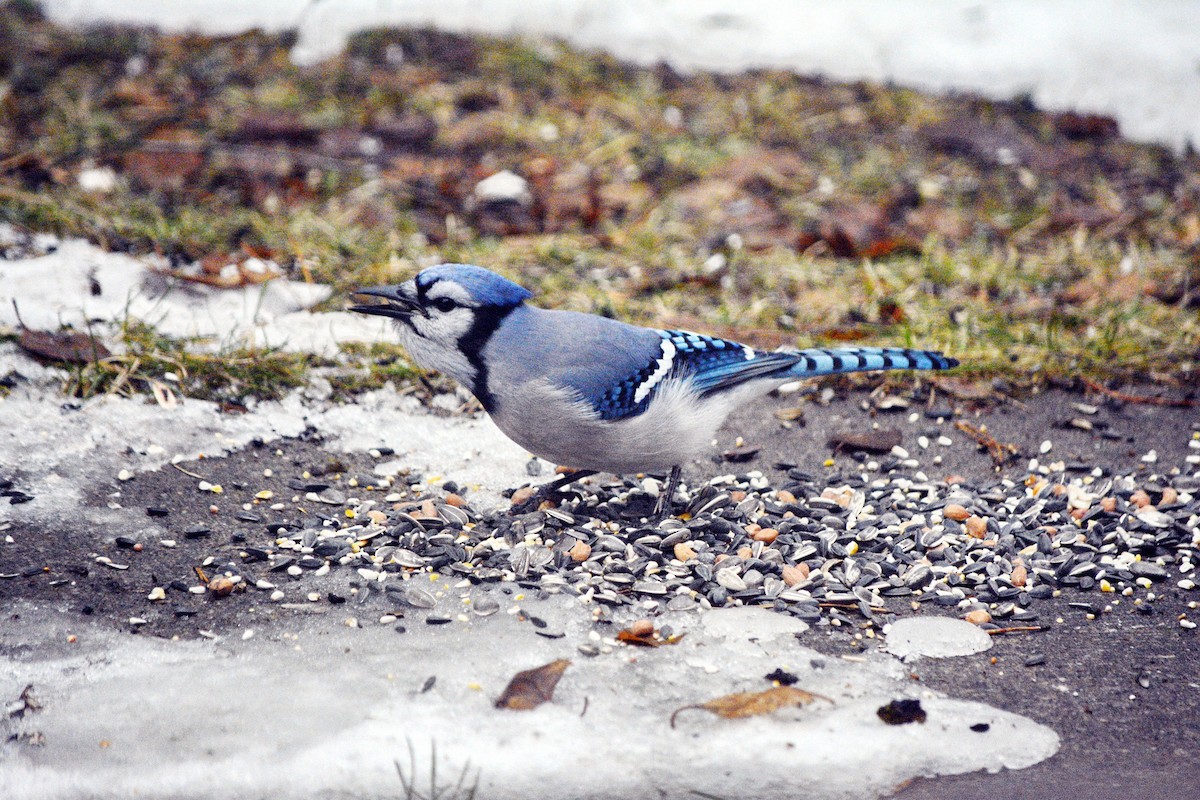 Blauhäher - ML645846008