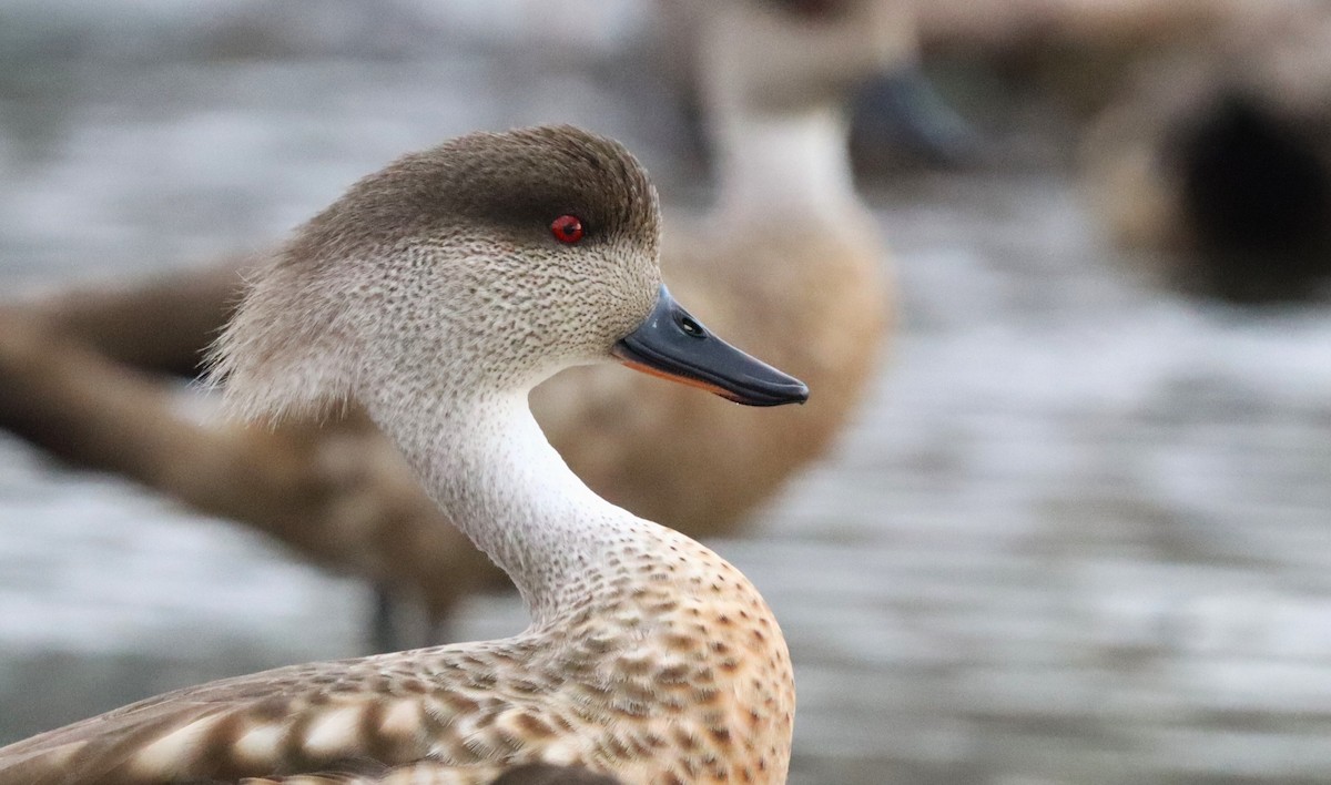 Schopfente - ML645846012