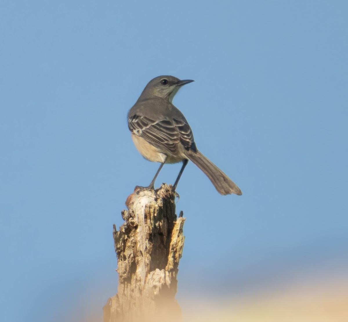 Gartenspottdrossel - ML645846013