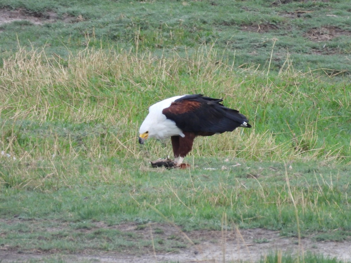 Schreiseeadler - ML645846014