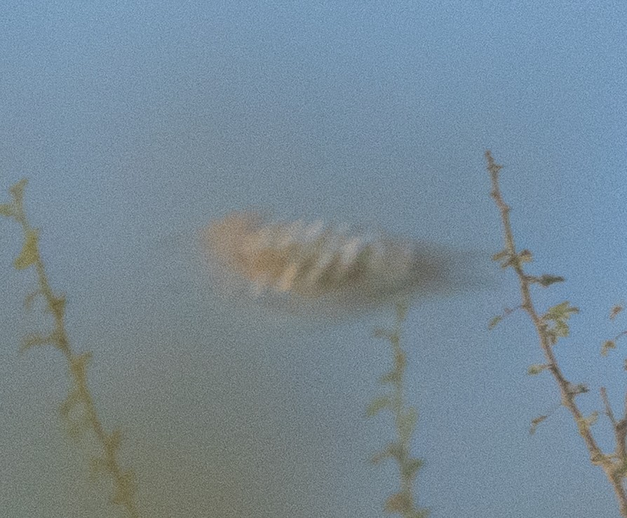 Wiedehopf - ML645846017