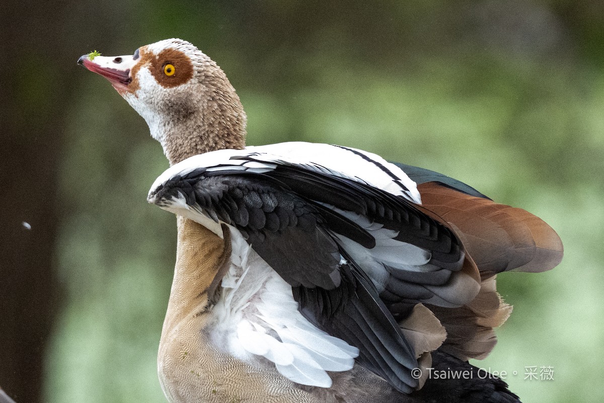 Nilgans - ML645846018
