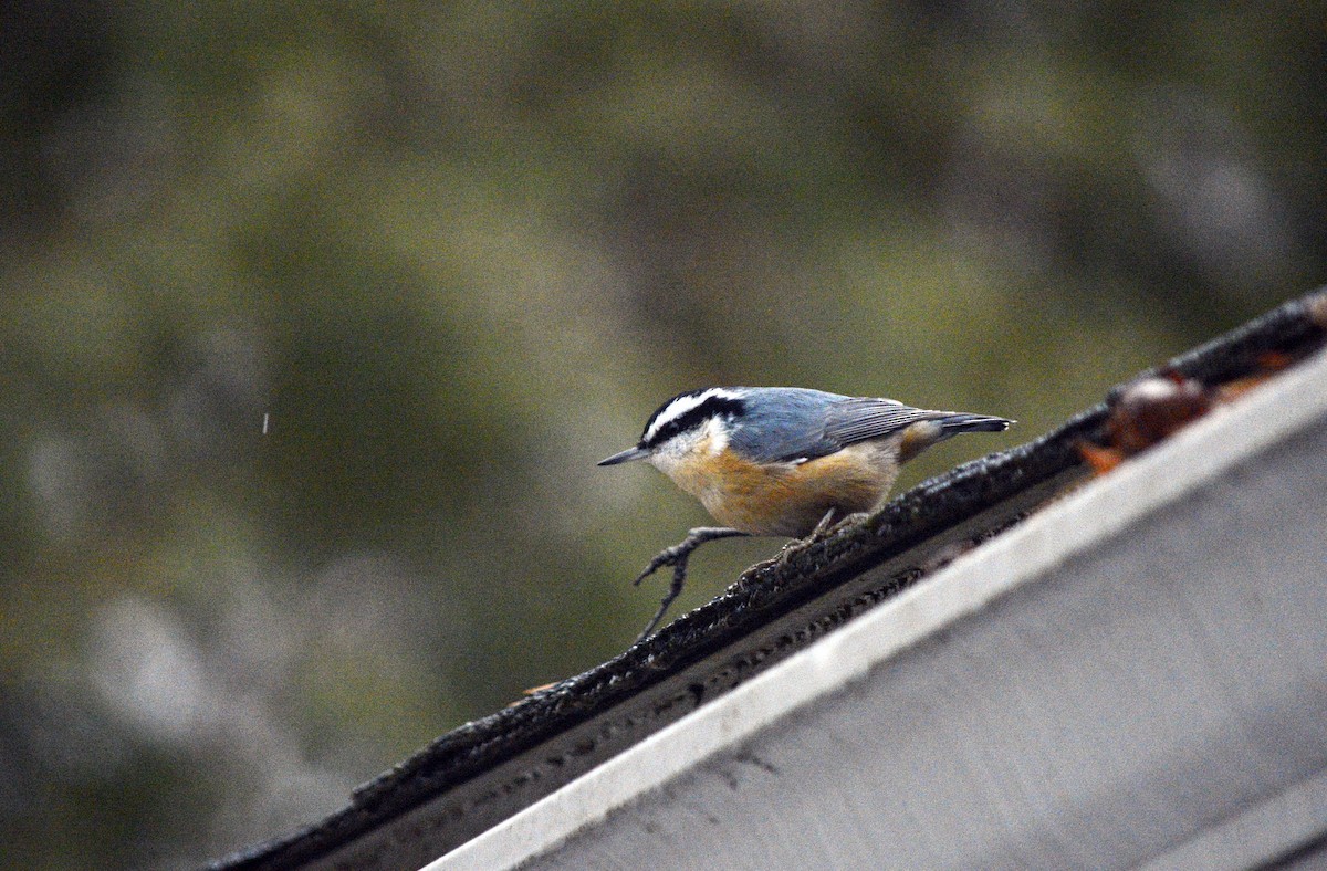 Rotbrustkleiber - ML645846020