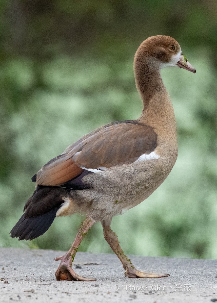 Nilgans - ML645846021