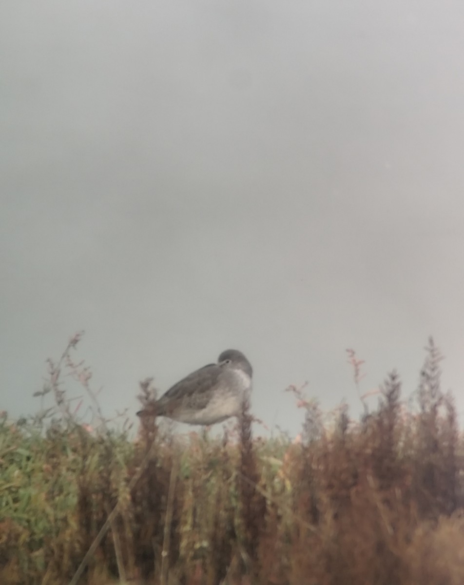 Rotschenkel - ML645846022