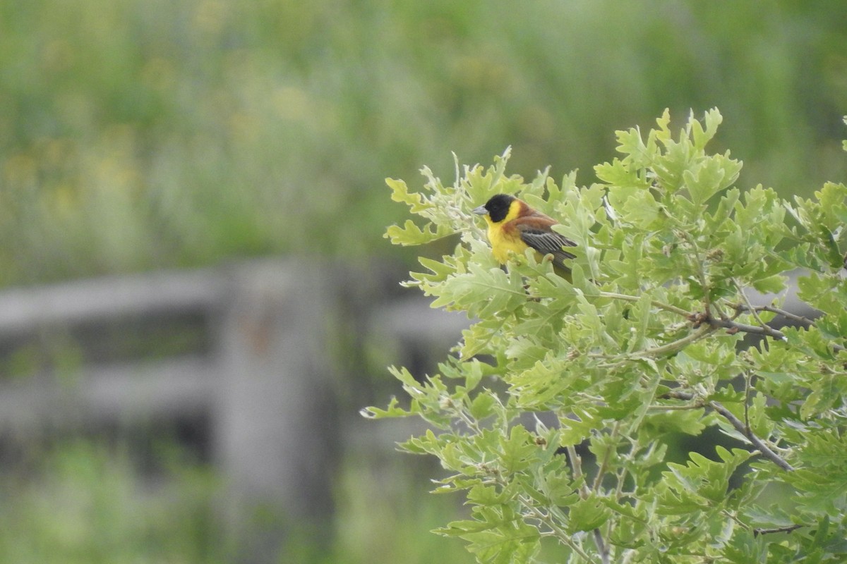 Kappenammer - ML645846023