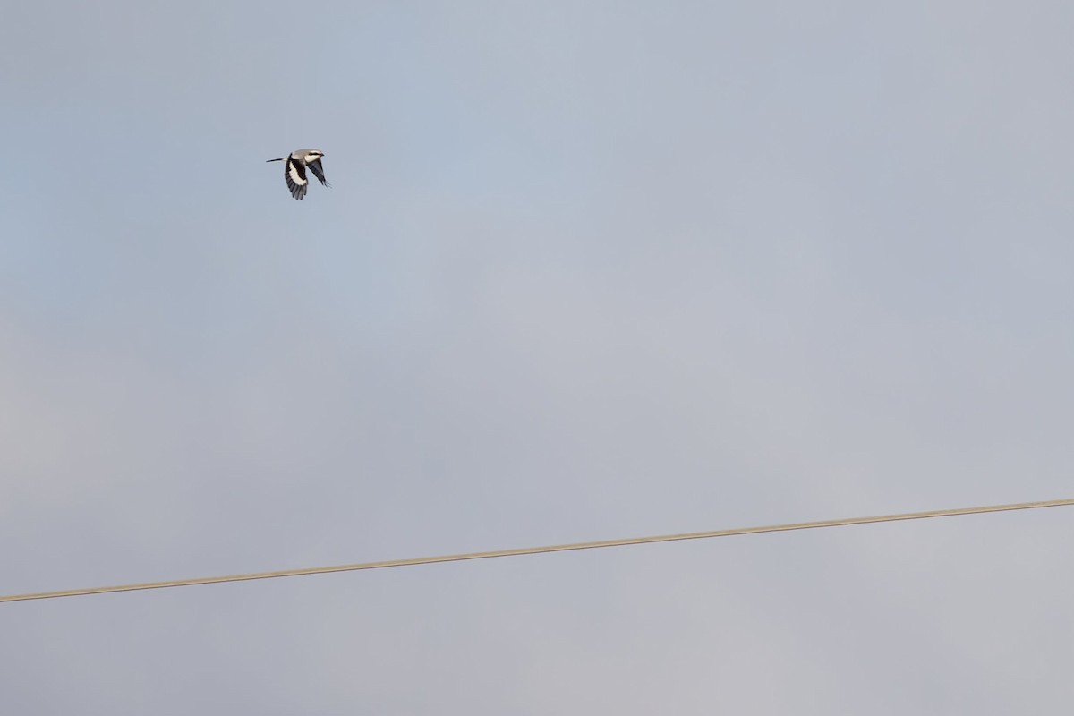 Raubwürger - ML645846025