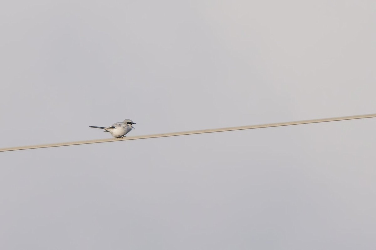 Raubwürger - ML645846026