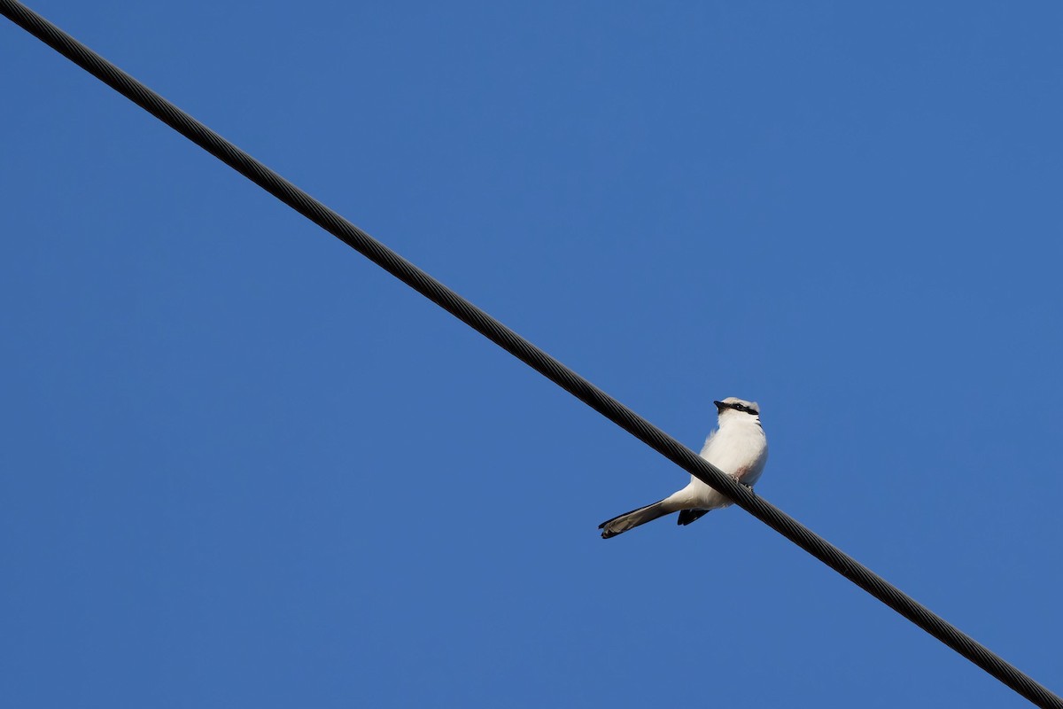 Raubwürger - ML645846027