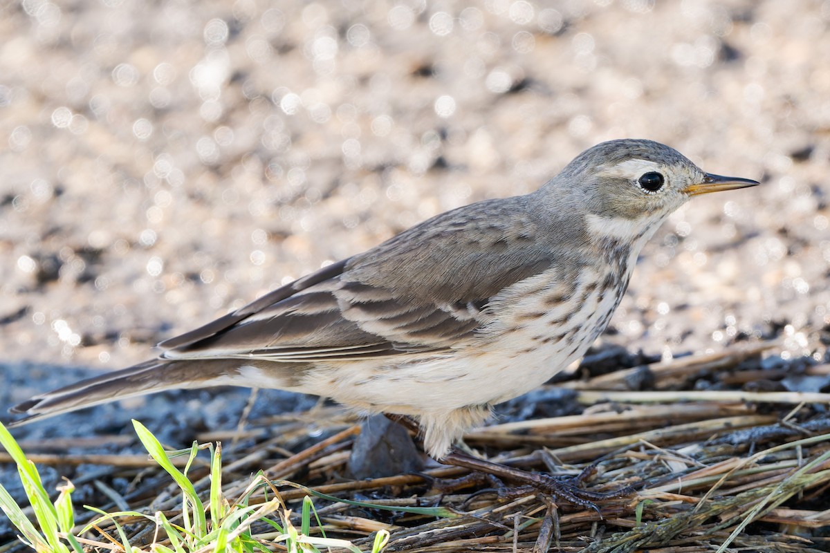 American Pipit - ML645846034