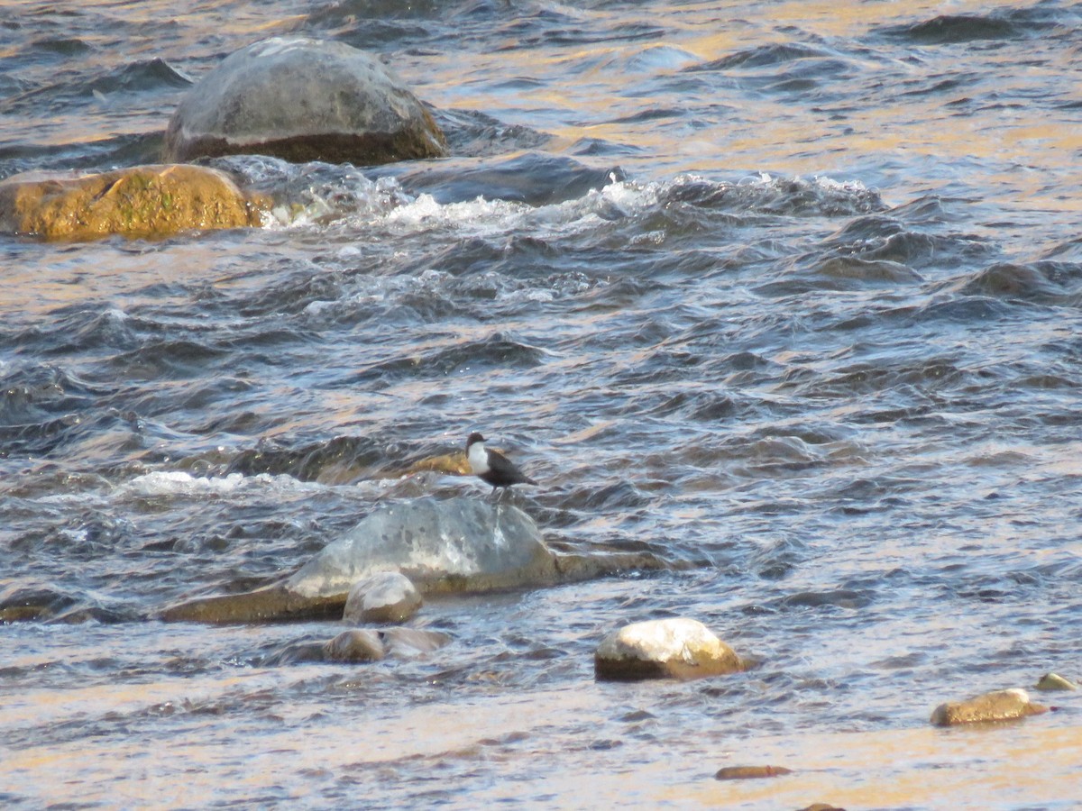 Пронурок біловолий - ML645846052