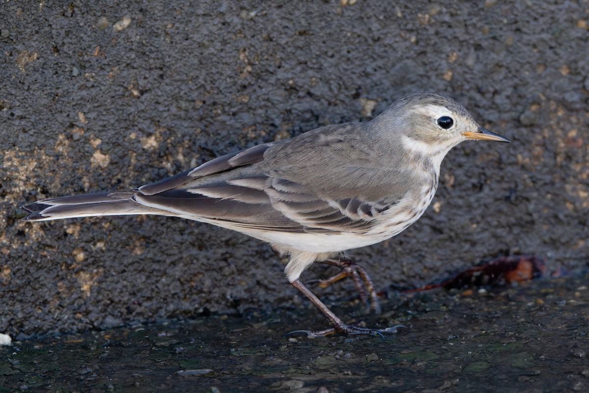 American Pipit - ML645846063