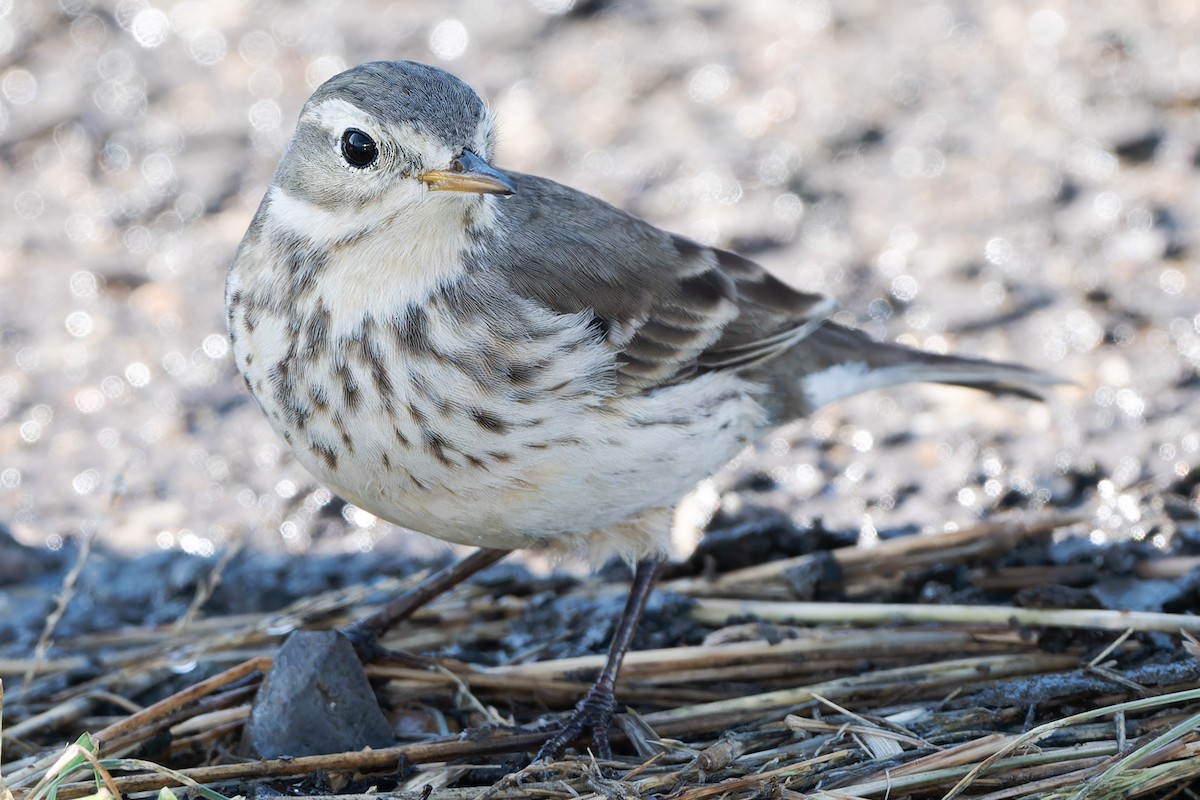 American Pipit - ML645846090