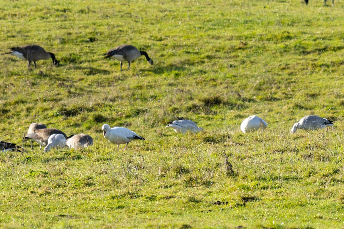 Snow Goose - ML645846114