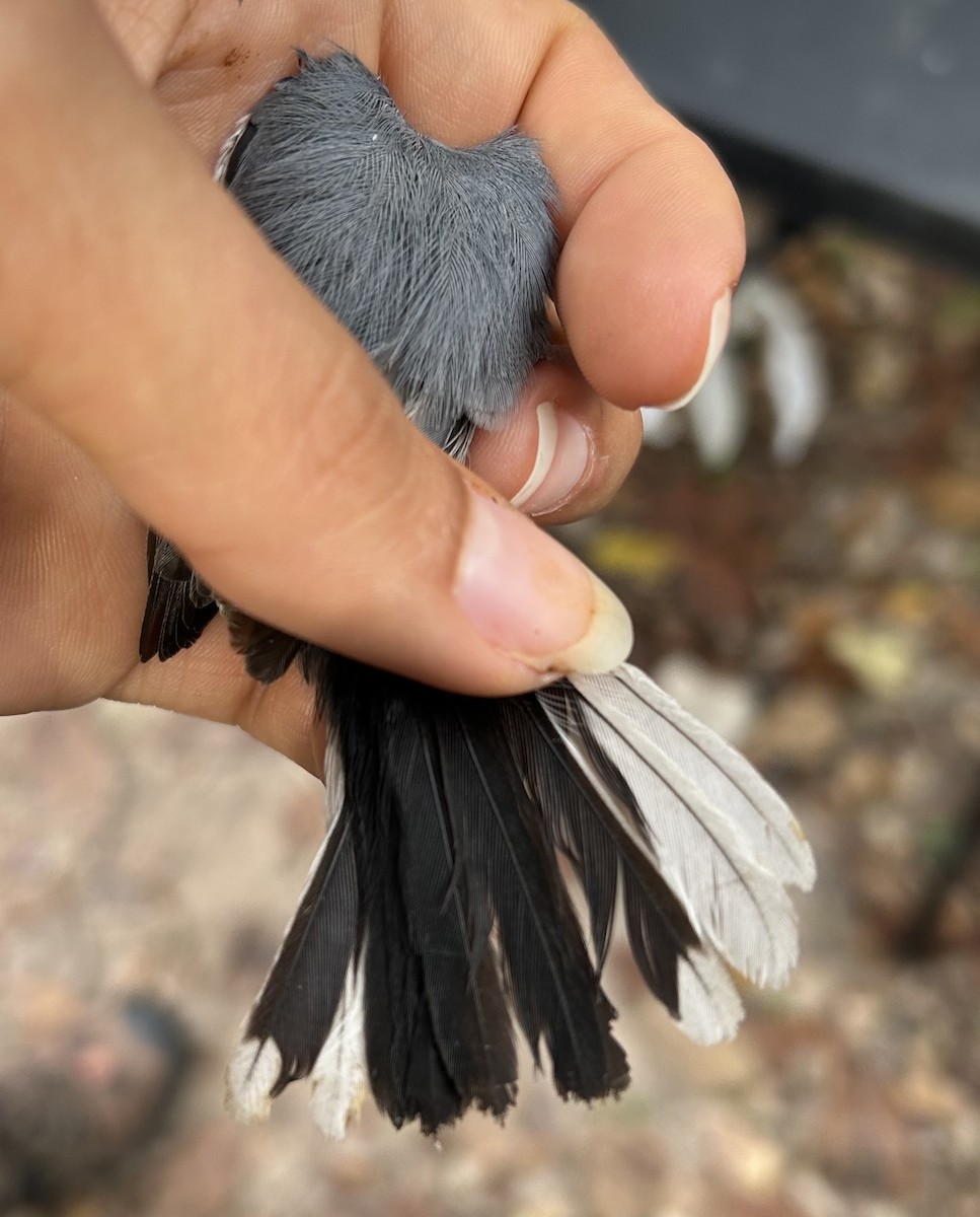 Blue-gray Gnatcatcher - ML645846117