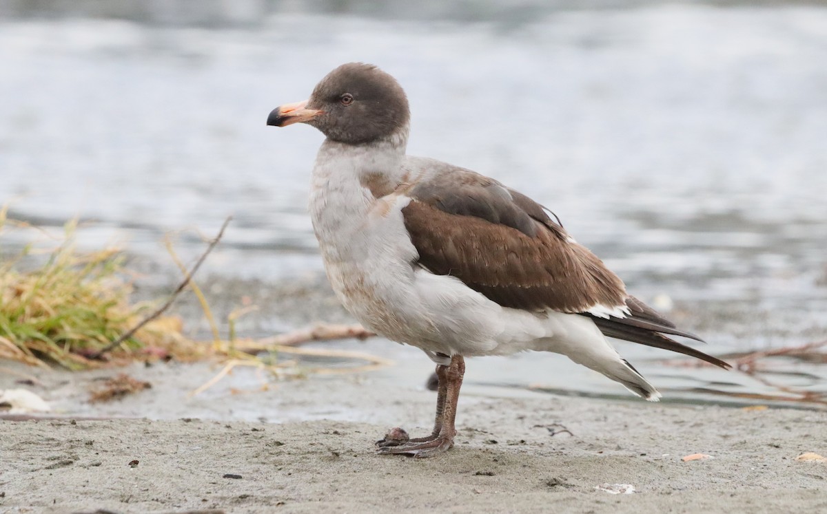 Dolphin Gull - ML645846121