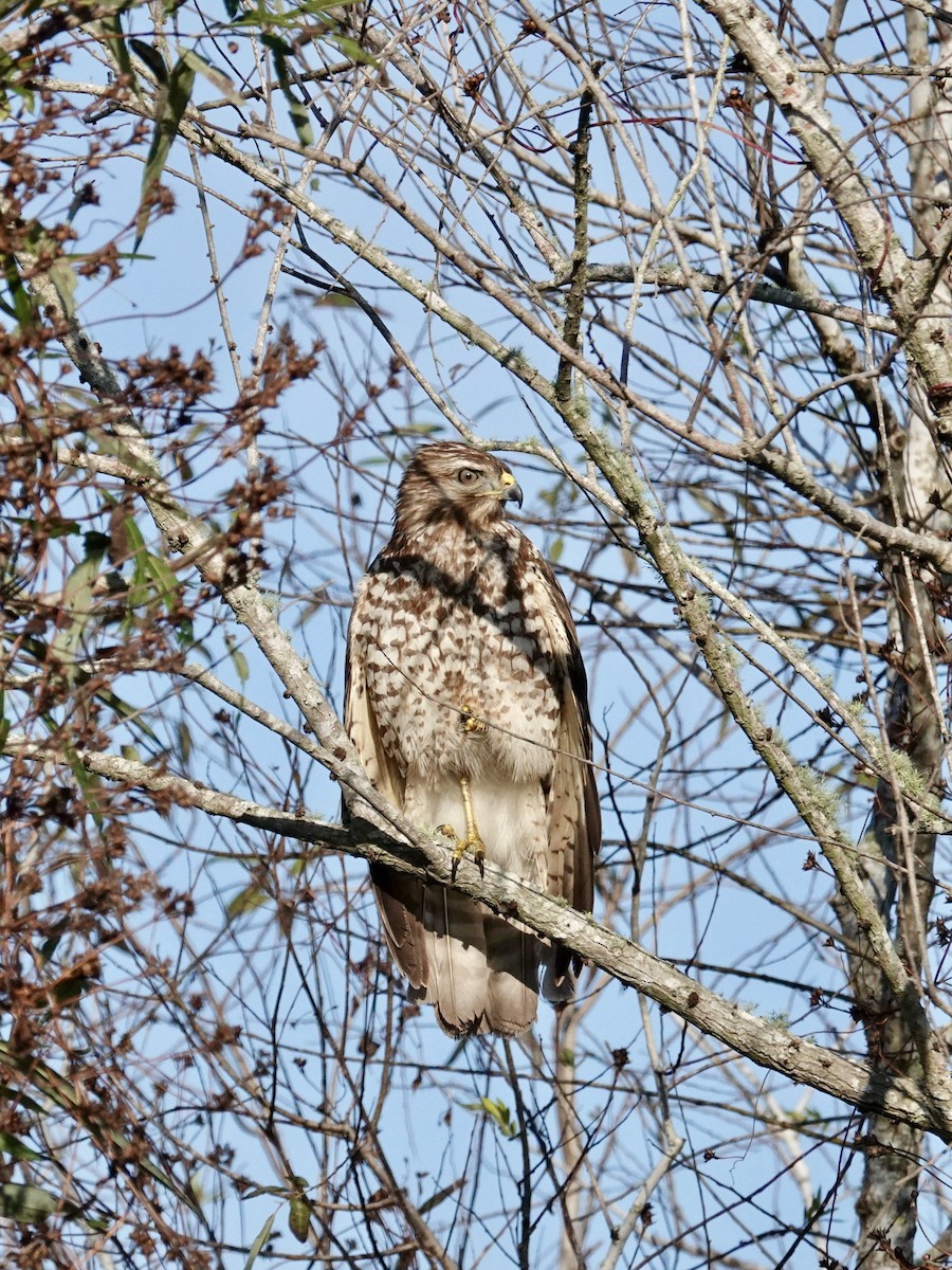 Red-shouldered Hawk - ML645846122