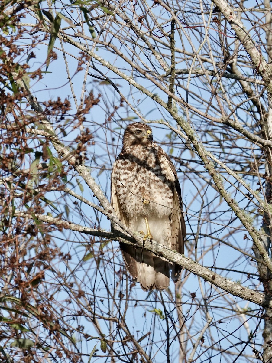 Red-shouldered Hawk - ML645846123