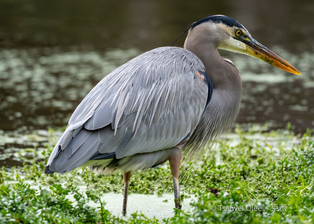Great Blue Heron - ML645846124