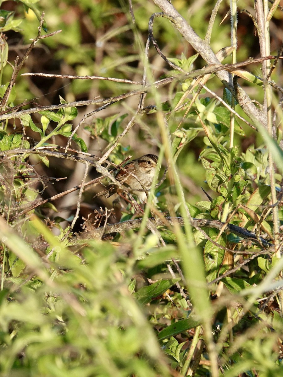 Swamp Sparrow - ML645846133