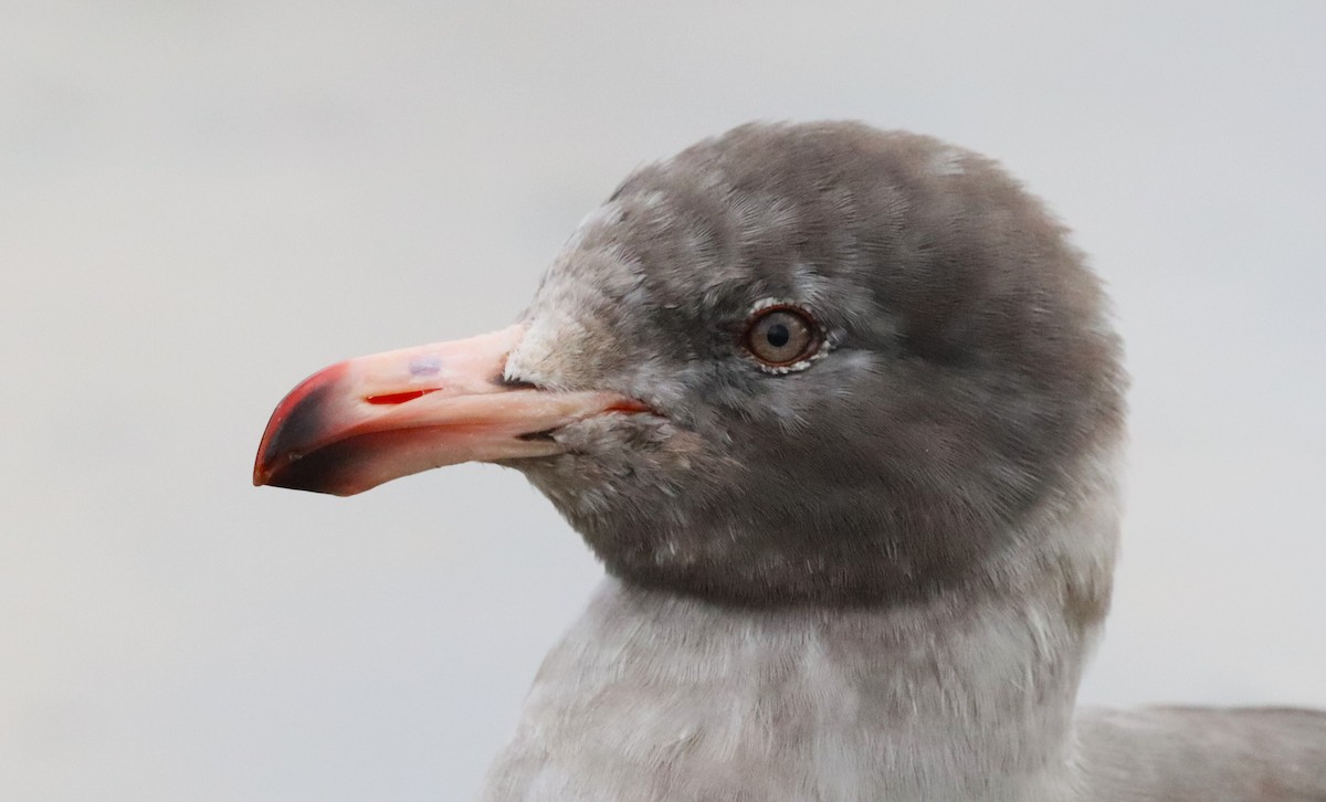 Dolphin Gull - ML645846134