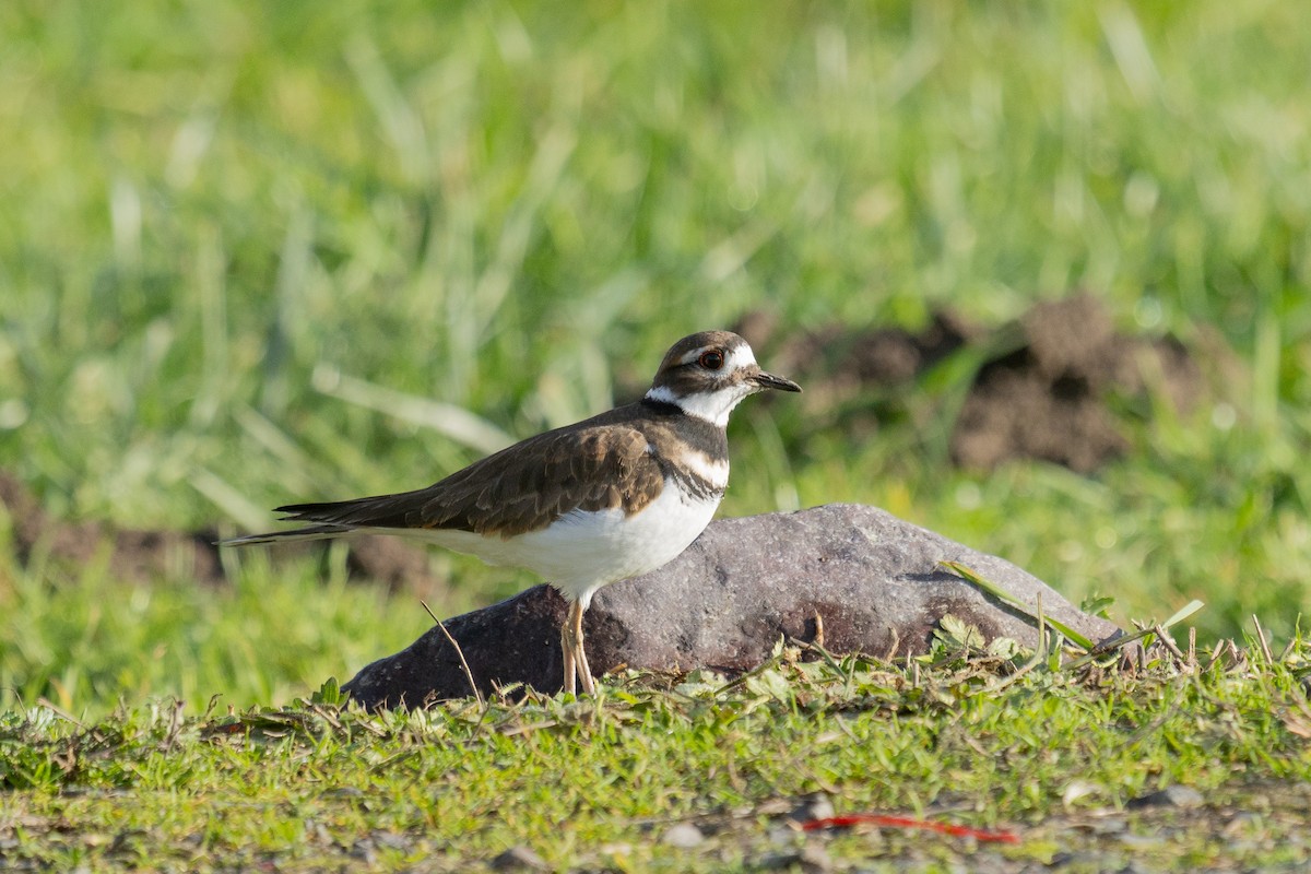 Killdeer - ML645846175