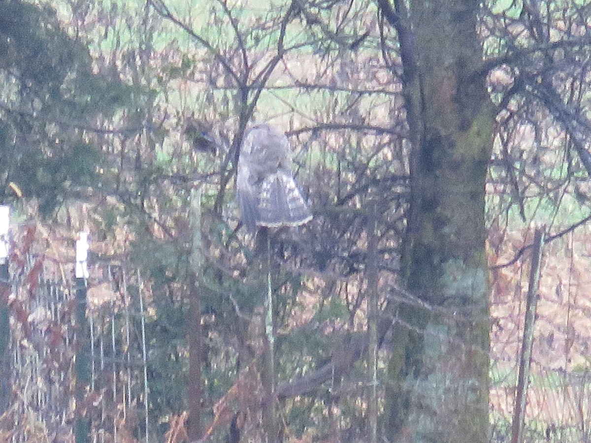 Northern Harrier - ML645846176