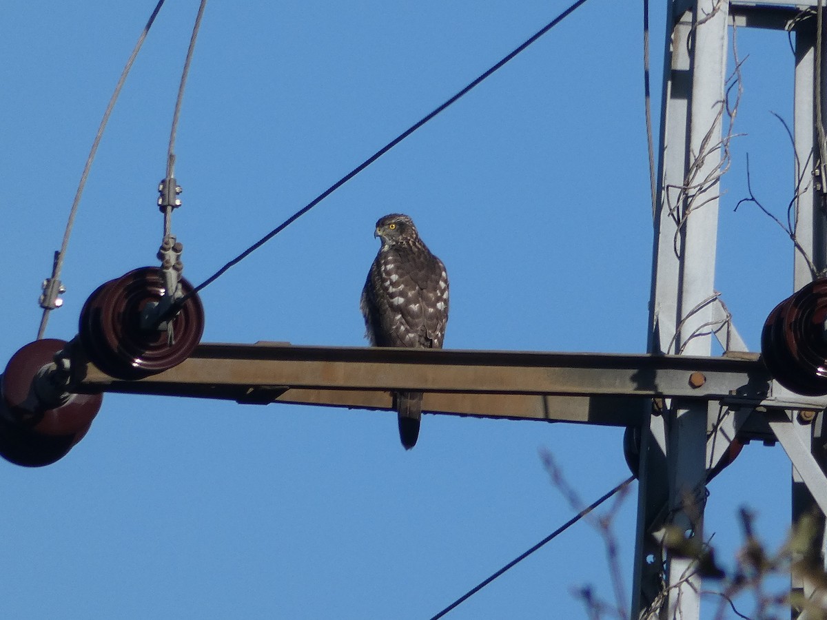 Яструб великий - ML645846178