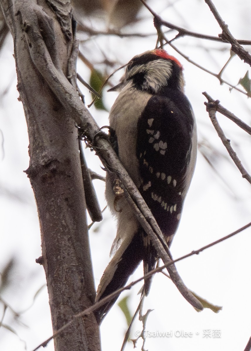 Downy Woodpecker - ML645846190