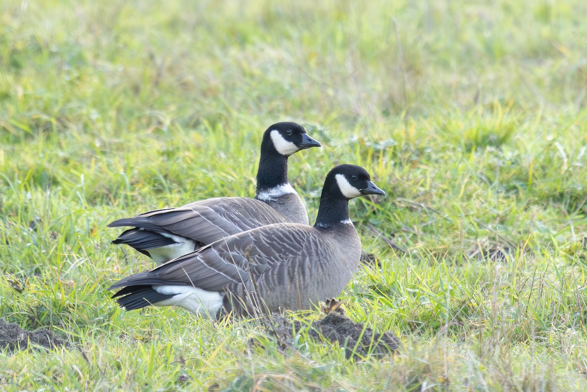 Cackling Goose - ML645846196