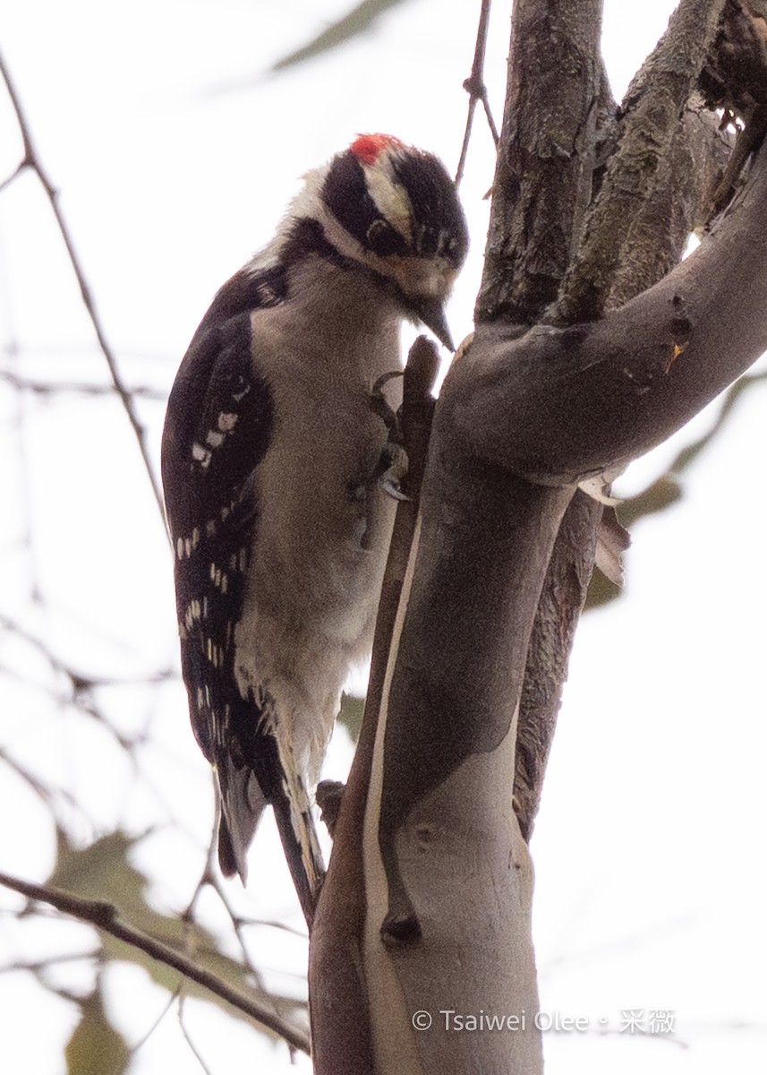 Downy Woodpecker - ML645846205