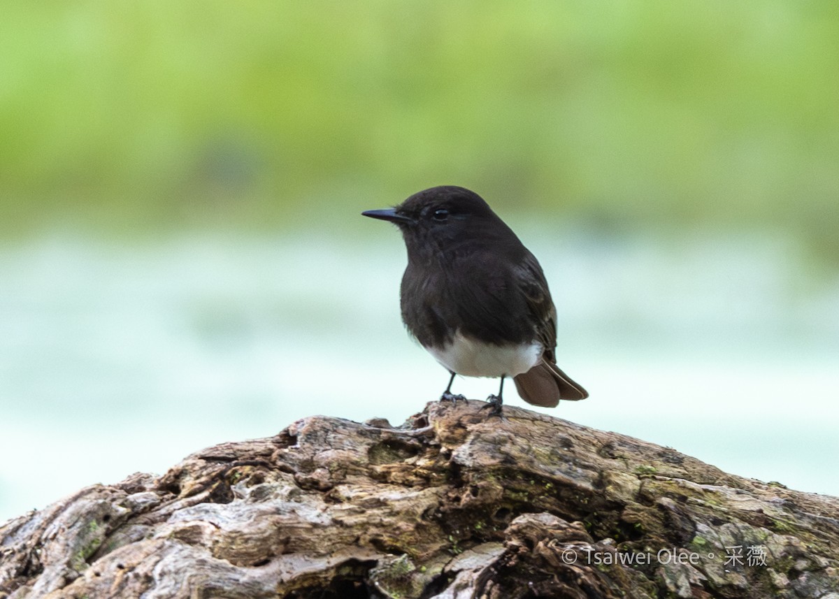 Black Phoebe - ML645846226