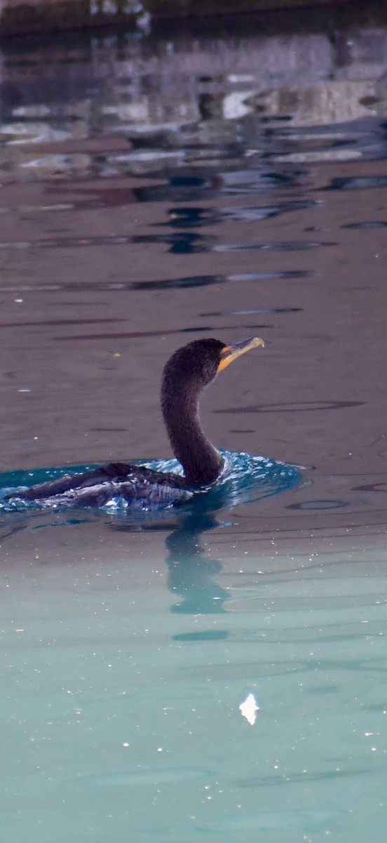 Cormoran à aigrettes - ML645846227