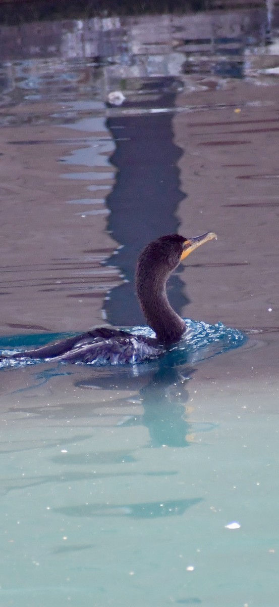 Cormoran à aigrettes - ML645846228