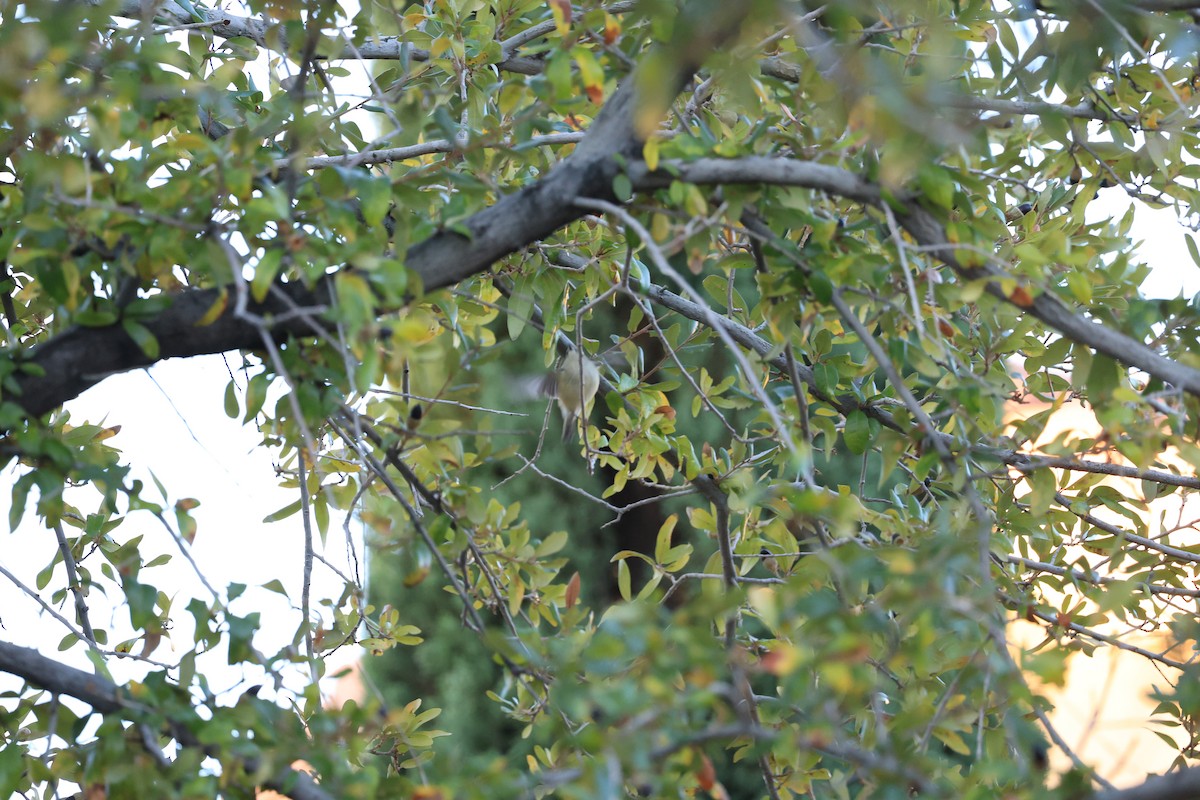 králíček americký - ML645846233