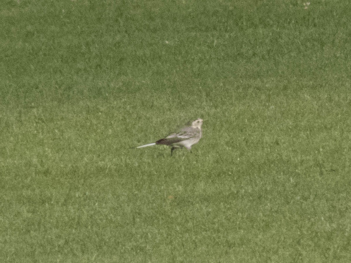 Bergeronnette grise - ML645846236