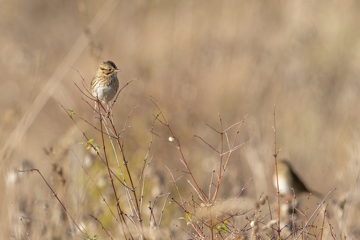Lincoln's Sparrow - ML645846243