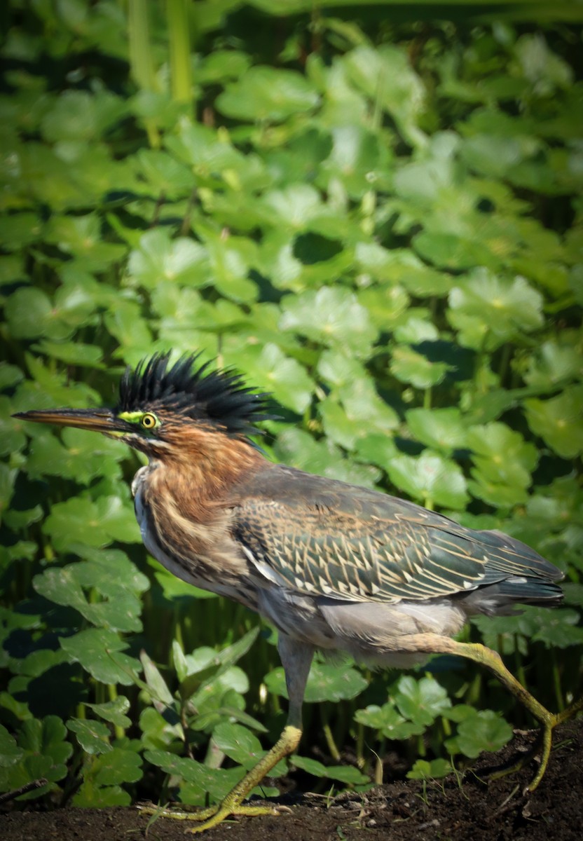 Green Heron - ML645846249