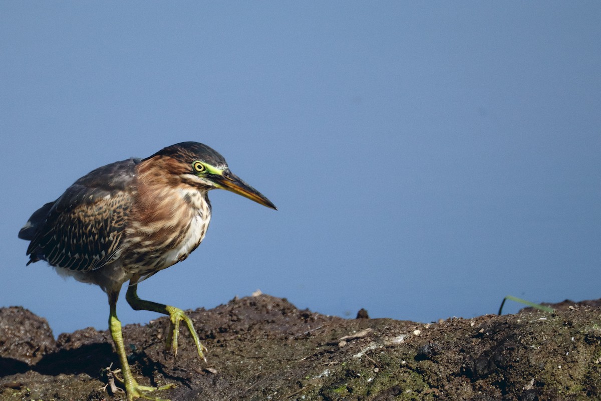 Green Heron - ML645846250