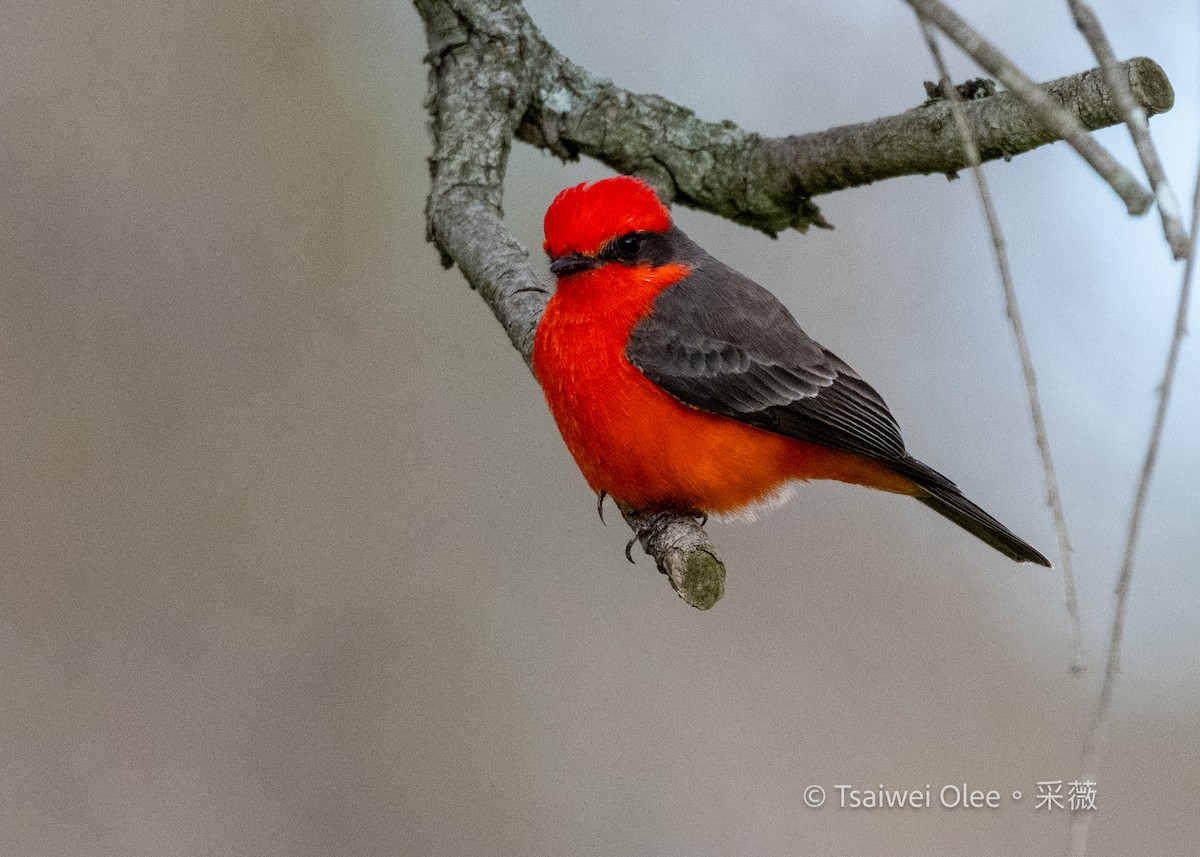 Vermilion Flycatcher - ML645846252