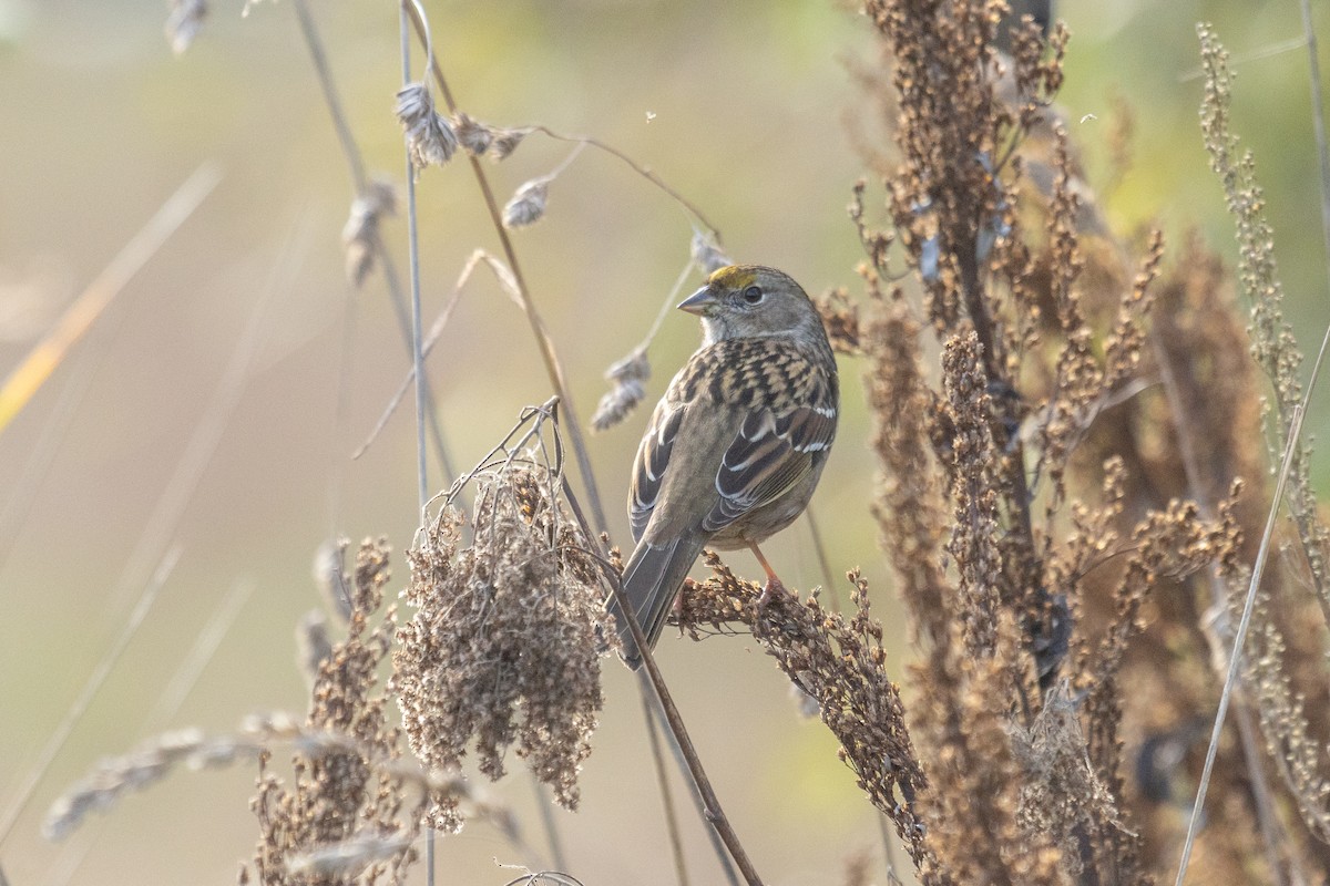Golden-crowned Sparrow - ML645846257