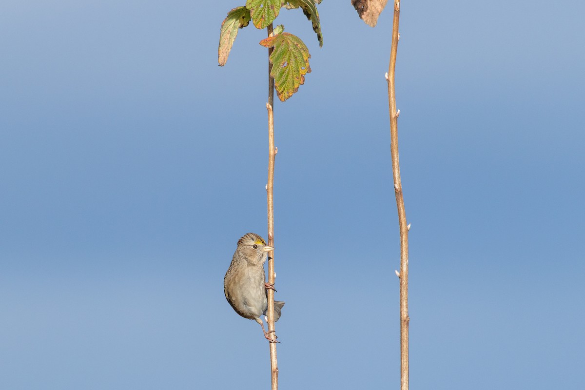 Golden-crowned Sparrow - ML645846258