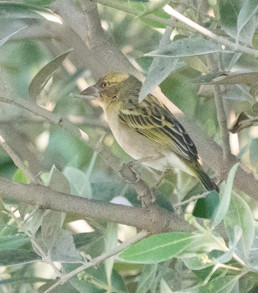 Ткачик рудощокий - ML645846269