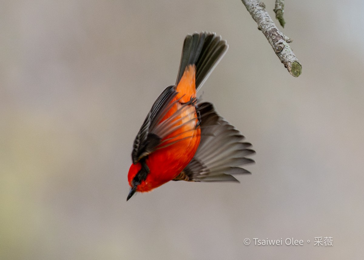 Vermilion Flycatcher - ML645846271