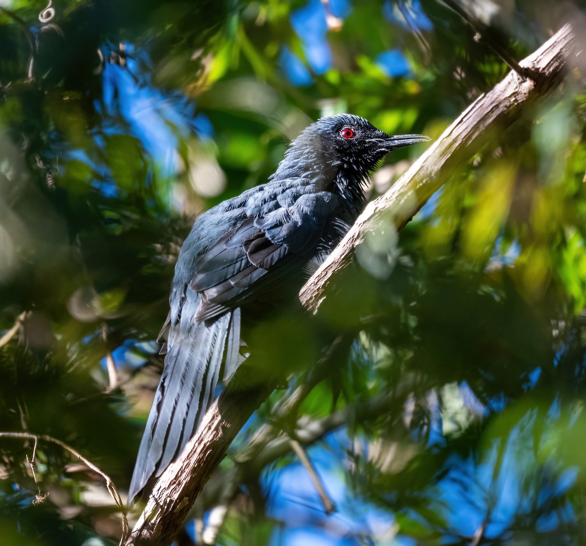 Kuitlakotxe urdina - ML645846273