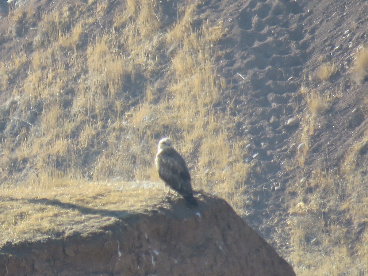Long-legged Buzzard - ML645846282
