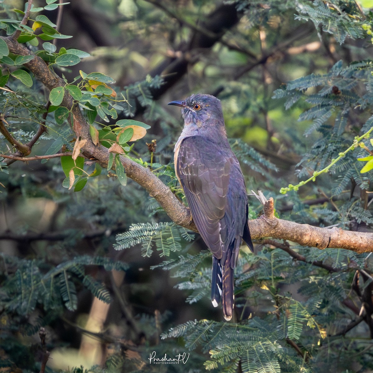 ヒメカッコウ - ML645846287