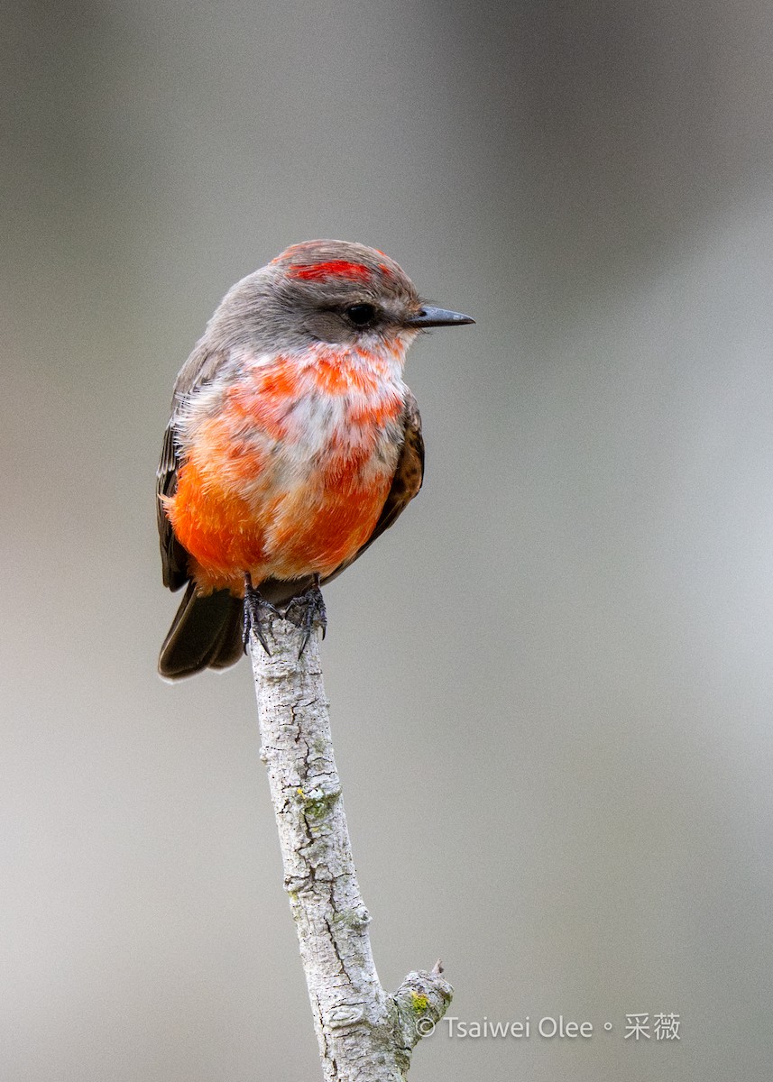 Vermilion Flycatcher - ML645846289