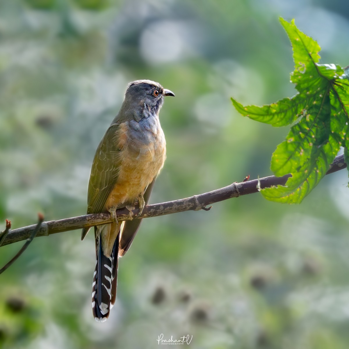 ヒメカッコウ - ML645846290